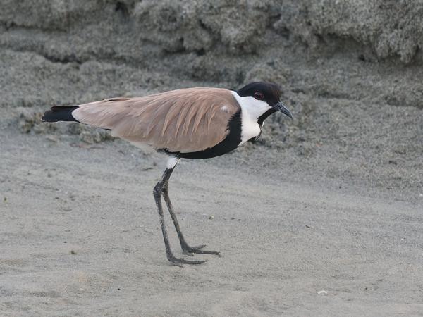 <h3>Vanellus&nbsp;spinosus / Spur‑winged&nbsp;lapwing / Sporenkievit</h3>OM-1 Mark II met OLYMPUS M.150-400mm F4.5 TC, 1/125 sec  bij F5.6, ISO 2000, afstand 18.6&nbsp;m